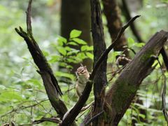 -五营红松林海景区