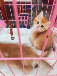 -宜肤清颜专业祛痘问题肌修护