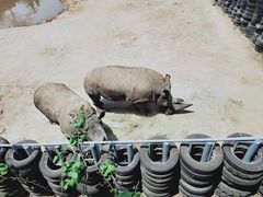 -西霞口神雕山野生动物世界