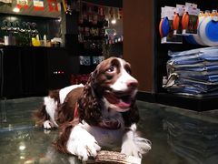 -百好乐宠物友好餐厅(朝外大街店)