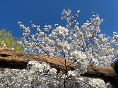 -南汇桃花村
