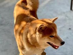 -柴犬高等学院·狗咖·柴犬售卖·宠物训练