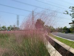 -王借岗森林公园