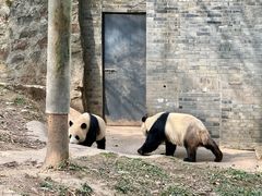 -都江堰中华大熊猫苑