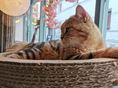 -喵屿·大理花园猫咖