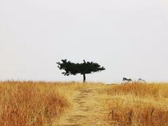 -恋山坝上草原