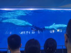 -泉城欧乐堡海洋极地世界