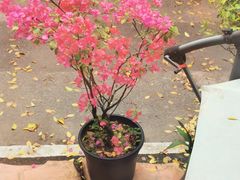 -旧雨咖啡·CoffeeFORU(黄村奥体店)