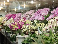 -双季花艺园艺市场(浦东店)