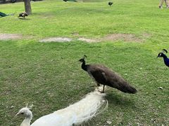 -苏州太湖西山岛开心农场