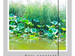 -滕州微山湖红荷湿地景区