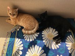 -汉堡王(龙德广场店)