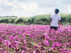 -光明小镇欢乐田园