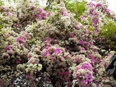 -深圳国际园林花卉博览园