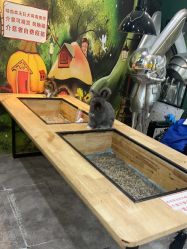 -神奇动物撸宠馆·羊驼·小浣熊·异宠(豫园店)