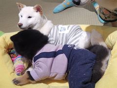 -逗柴咖啡屋·狗咖猫咖宠物桌游