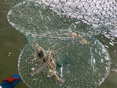 -会江钓鱼钓虾烧烤场