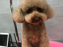 -宠福鑫康馨动物医院·骨科·眼科