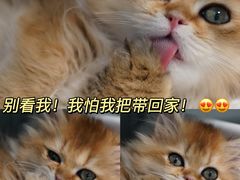 -翊宠yipet猫狗购宠庄园犬舍•猫舍