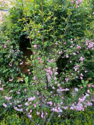 -后宫·古装汉服京剧儿童亲子全家福摄影