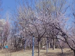-长白岛森林公园