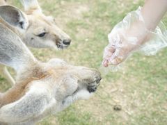 -泉州海丝野生动物世界