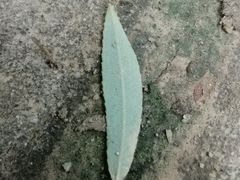 -洨河生态公园