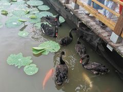 -大湾区中央湿地公园