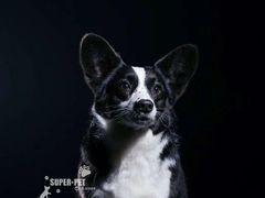 -超宠爱宠物摄影-Super pet