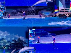 -海合安武汉极地海洋公园