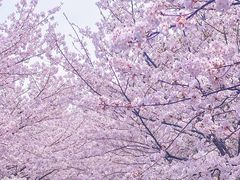 -高东镇樱花园