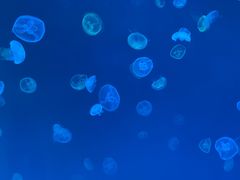 -多彩贵州城极地海洋世界