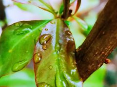 -天津东丽湖风景区