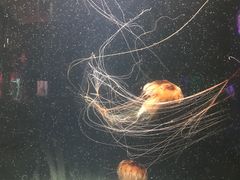 -成都浩海立方海洋公园