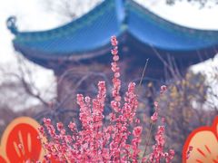 -无锡梅园公园