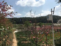 -绵阳盛世樱花悠乐谷