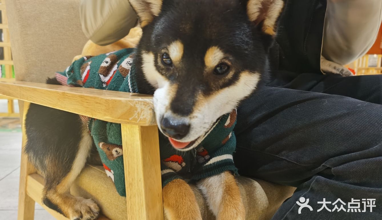 hey we go 柴犬吧