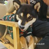 hey we go 柴犬吧