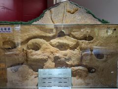 -上海昆虫博物馆