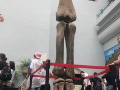 -自贡恐龙博物馆