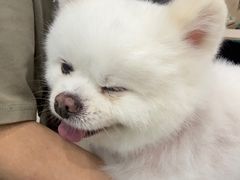 -安安宠医宠物医院·异宠·犬猫内科(岳阳分院)