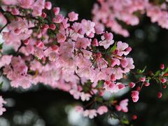 -上海辰山植物园