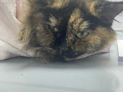 -宠物星动物医院·眼科·异宠·猫科(江南大道总院)