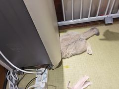 -逗柴咖啡屋·狗咖猫咖宠物桌游