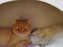 -爪爪喵星球·猫舍(前海卓越店)