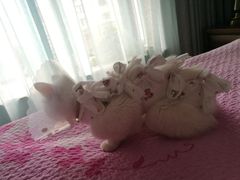 -纳吉亚猫专科动物医院博雅分院