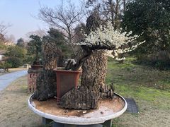 -杭州植物园
