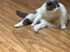-MOCHA明星猫咖(田子坊店)