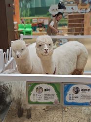 点击看大图 -小象动物公园