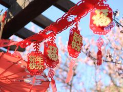 -林屋梅海青梅保护基地